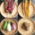 鎌倉野菜フェア開催中！